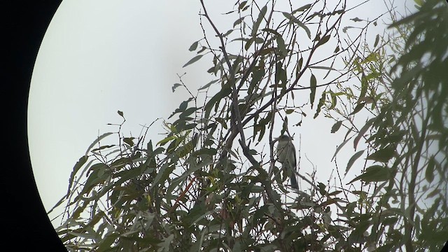 Eastern Wood-Pewee - ML620239717