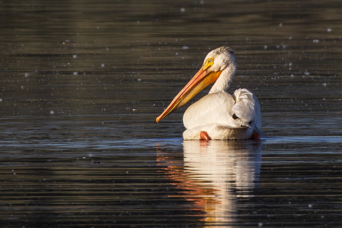 American White Pelican - ML620239718