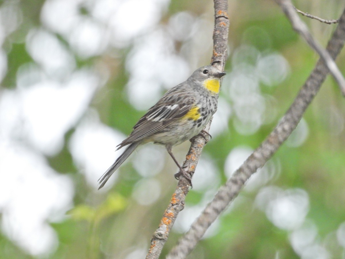 Yellow-rumped Warbler - ML620239719