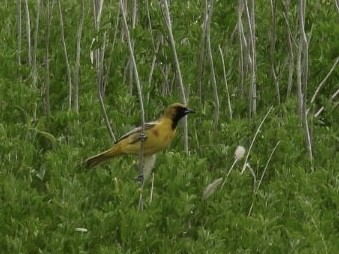 Orchard Oriole - ML620239724