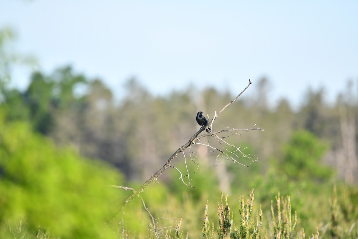 Brewer's Blackbird - ML620239728