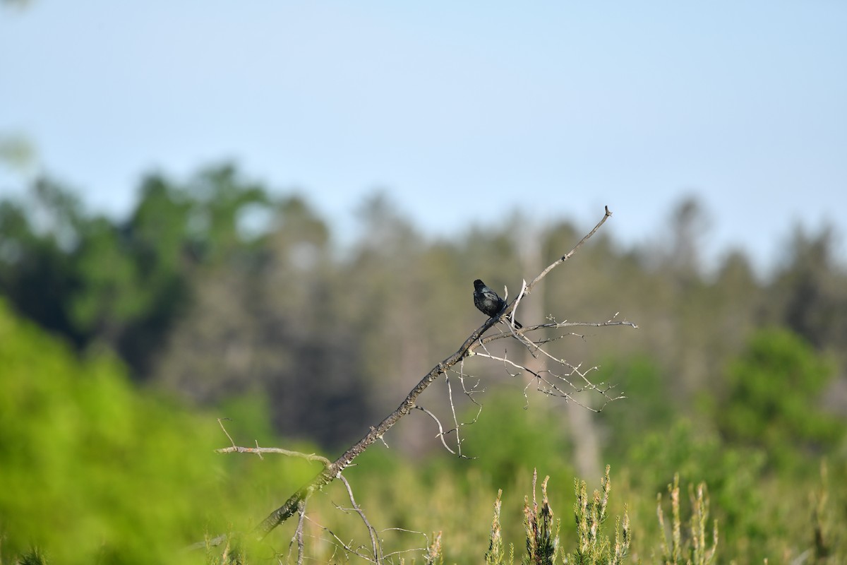 Brewer's Blackbird - ML620239729