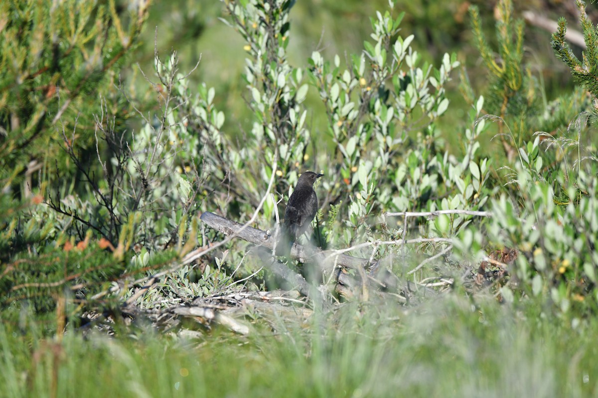 Brewer's Blackbird - ML620239731