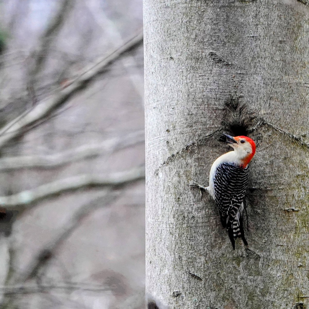Red-bellied Woodpecker - ML620239736