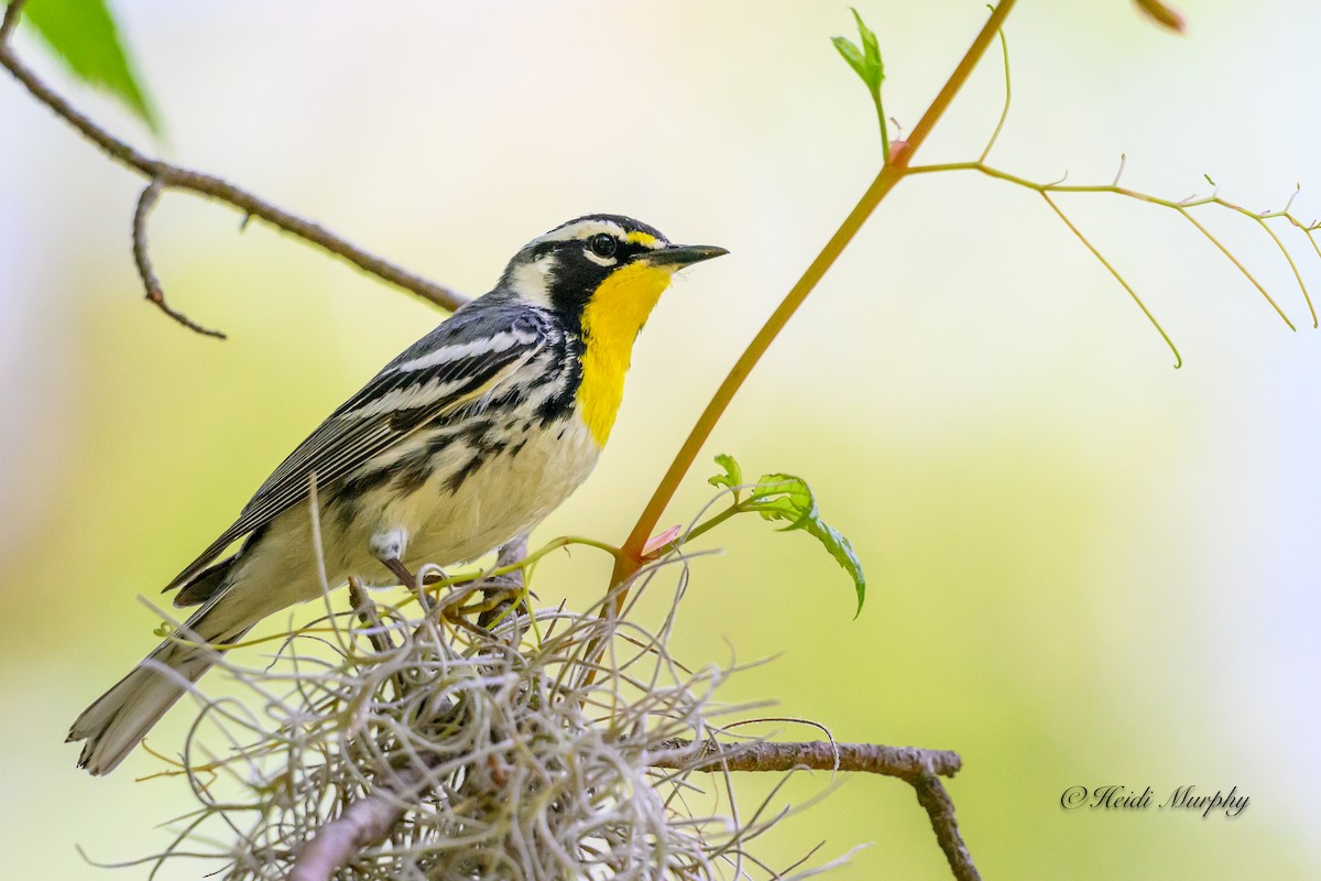 Yellow-throated Warbler - ML620239737