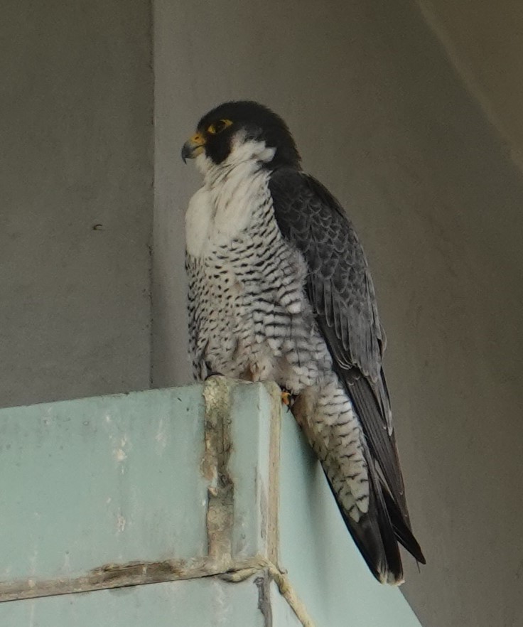 Peregrine Falcon - ML620239738