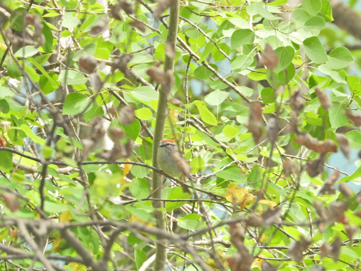 Chipping Sparrow - ML620239743