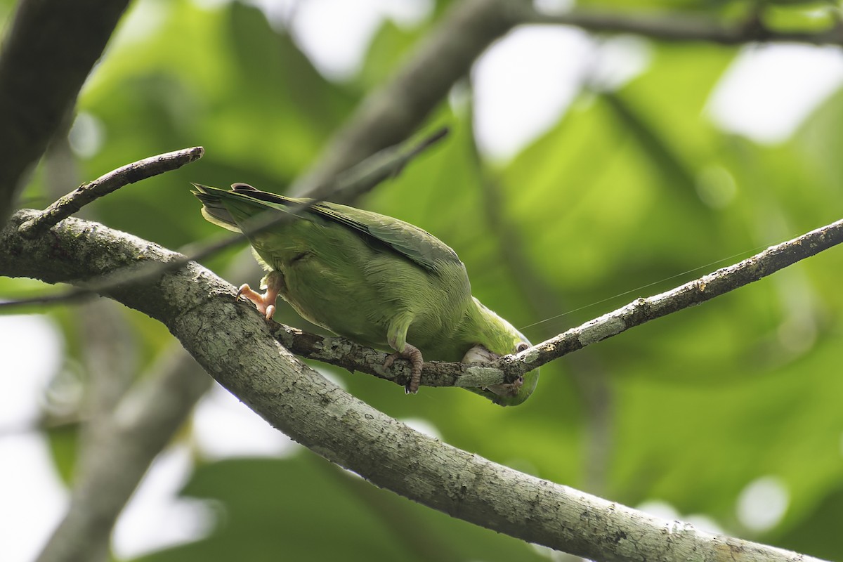 Pacific Parrotlet - ML620239749