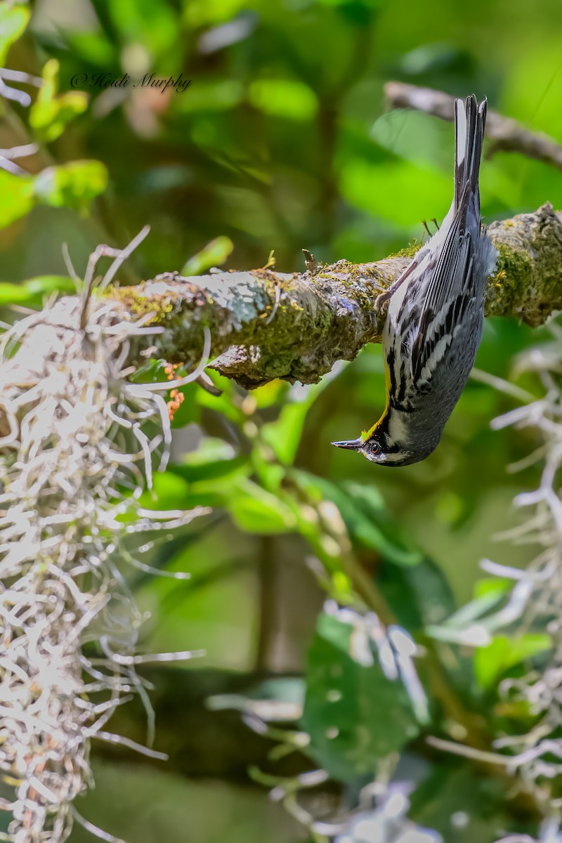 Yellow-throated Warbler - ML620239755