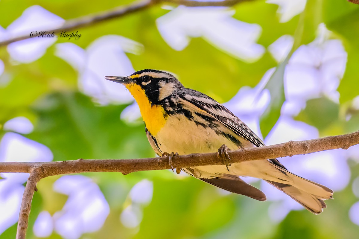 Yellow-throated Warbler - ML620239756