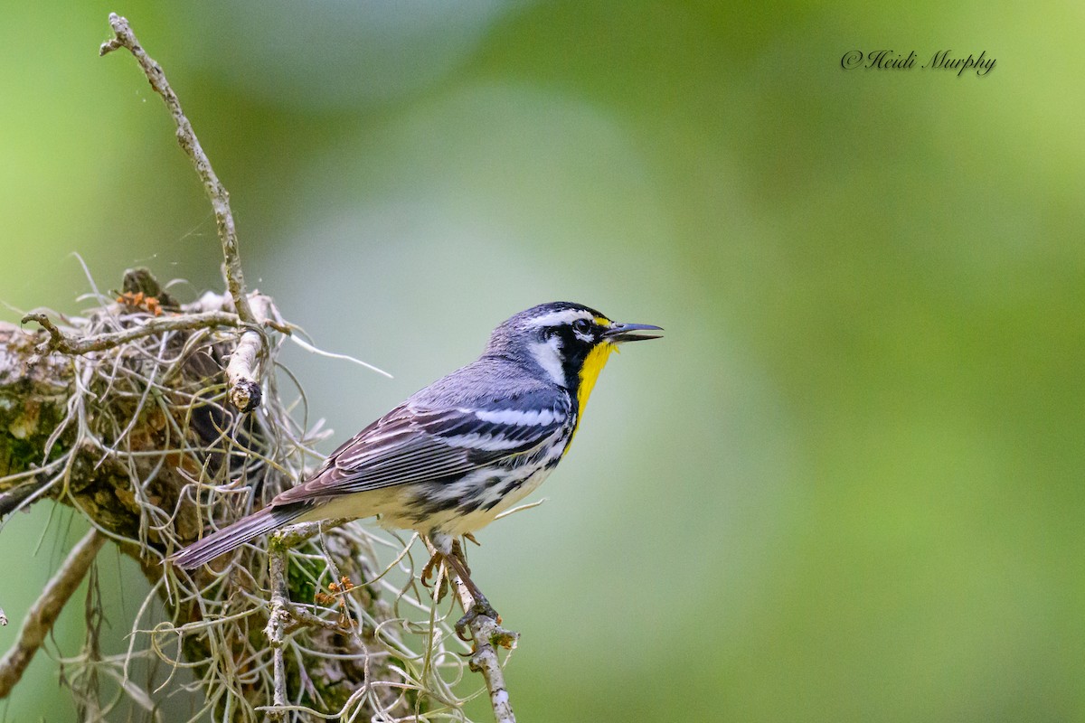 Yellow-throated Warbler - ML620239761