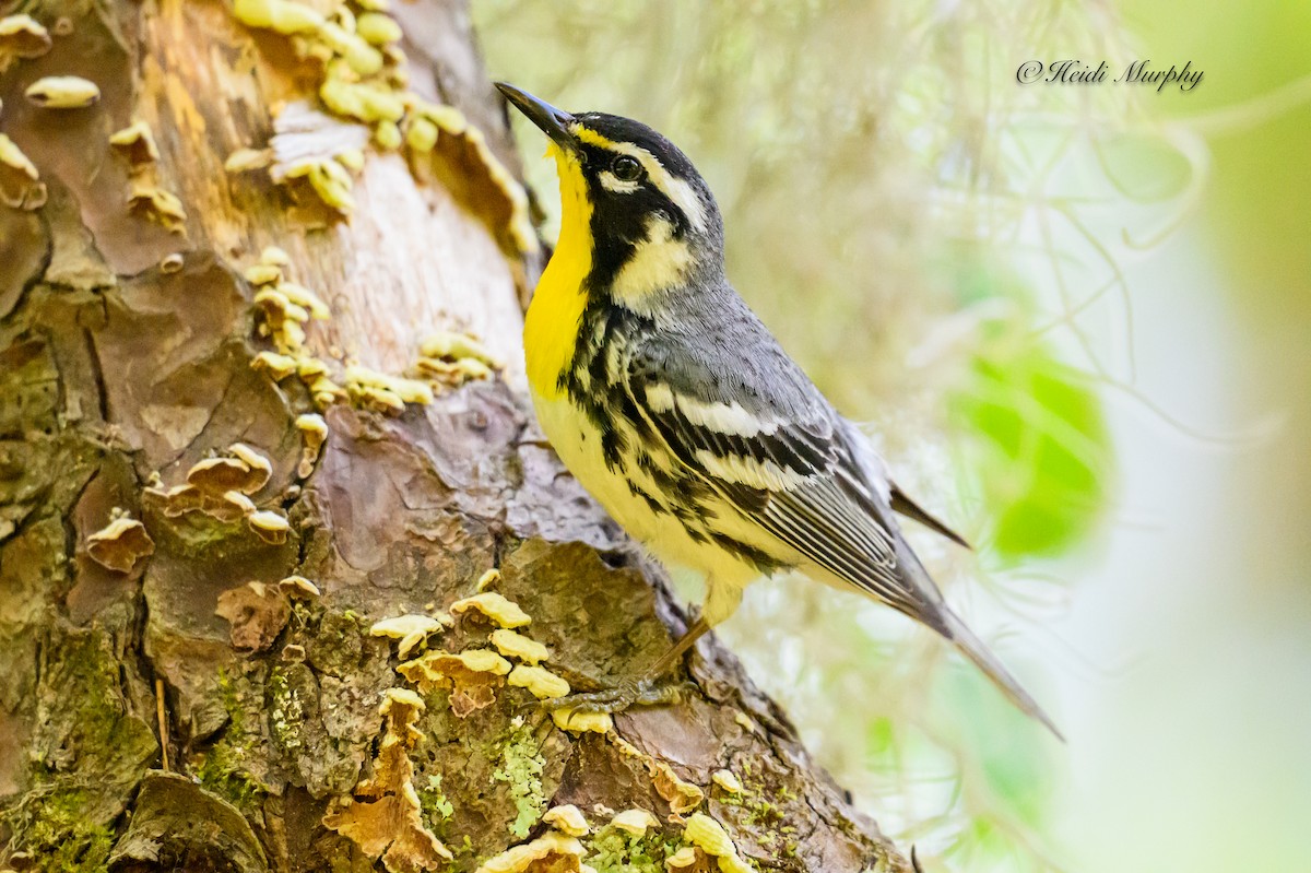 Yellow-throated Warbler - ML620239763