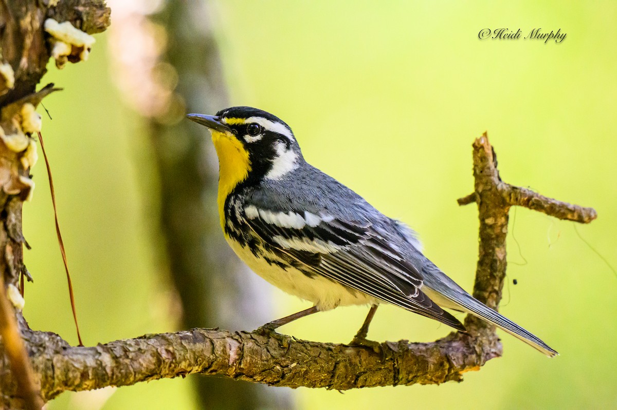 Yellow-throated Warbler - ML620239765