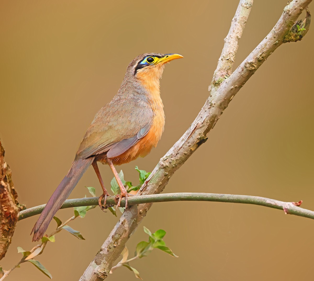 kukačka drozdí - ML620239766