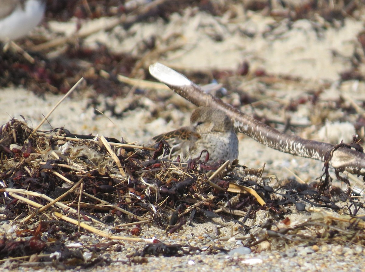 Dunlin - ML620239770