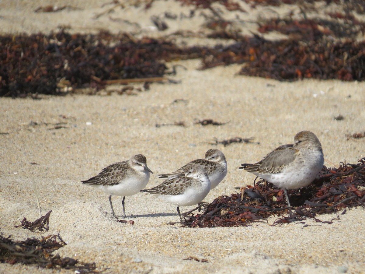 Dunlin - ML620239772