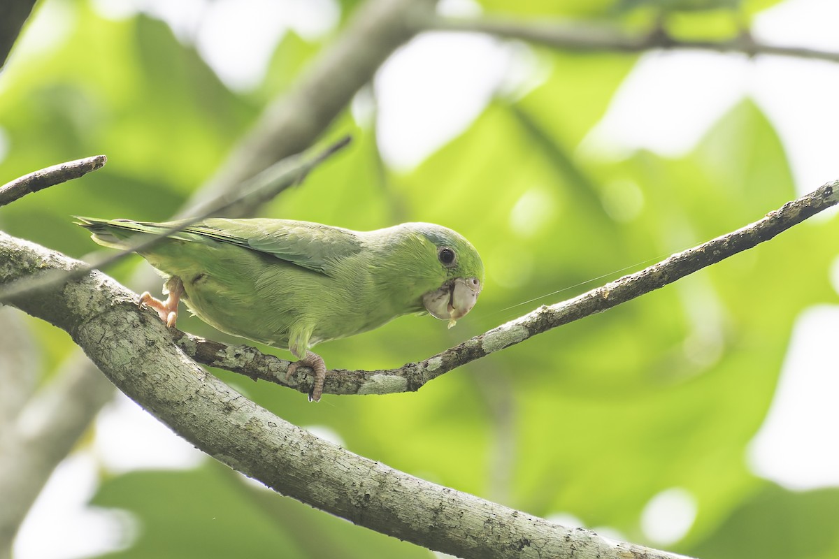 マメルリハシインコ - ML620239782