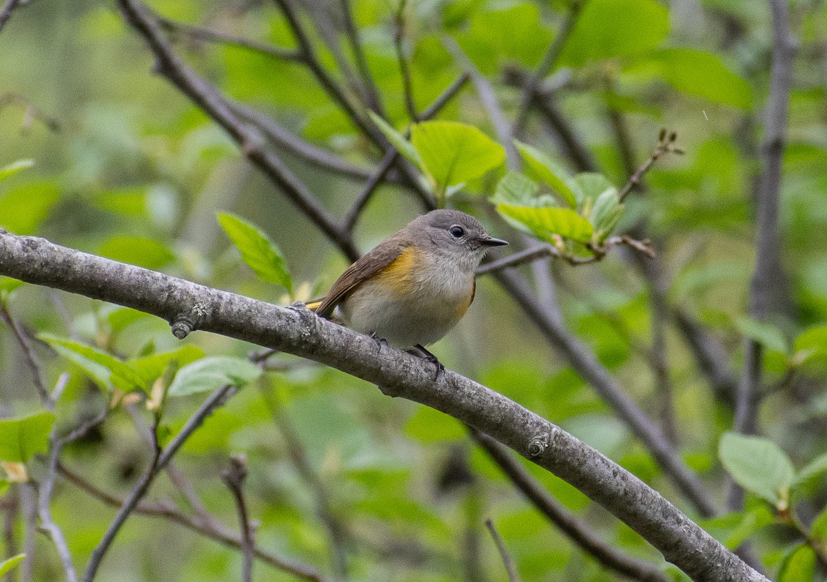 American Redstart - ML620239789