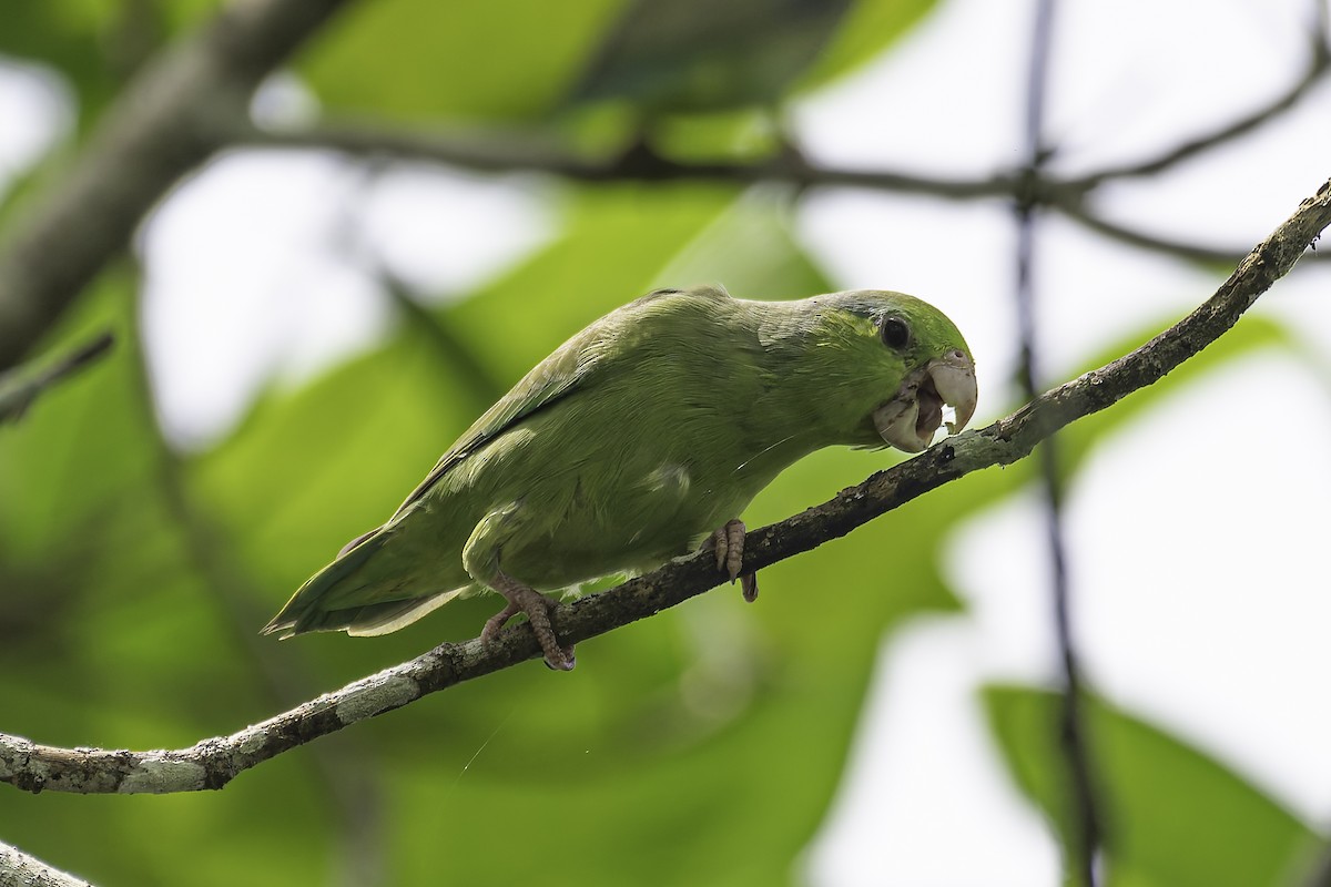 マメルリハシインコ - ML620239794