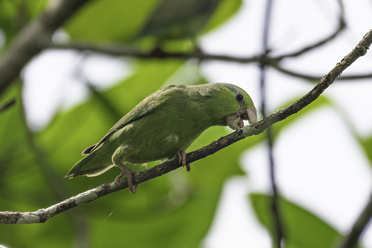 マメルリハシインコ - ML620239801