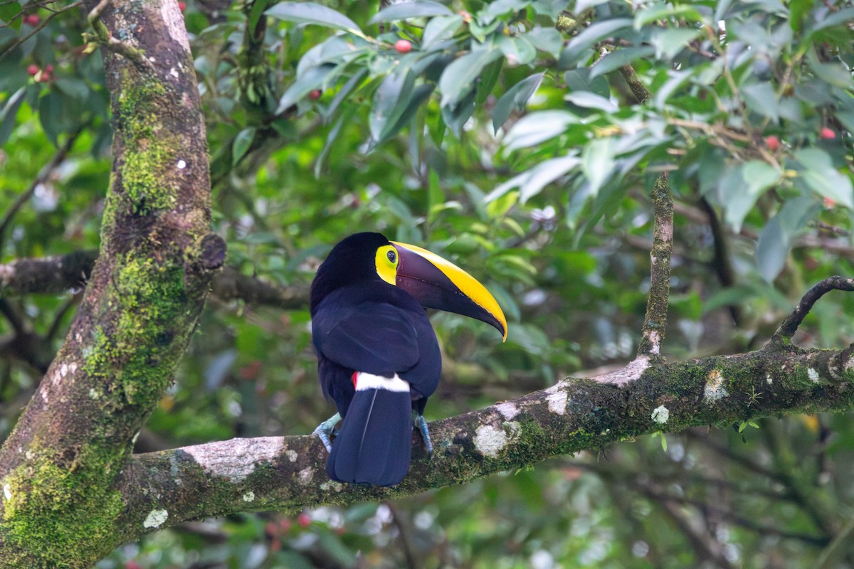 Yellow-throated Toucan - ML620239805