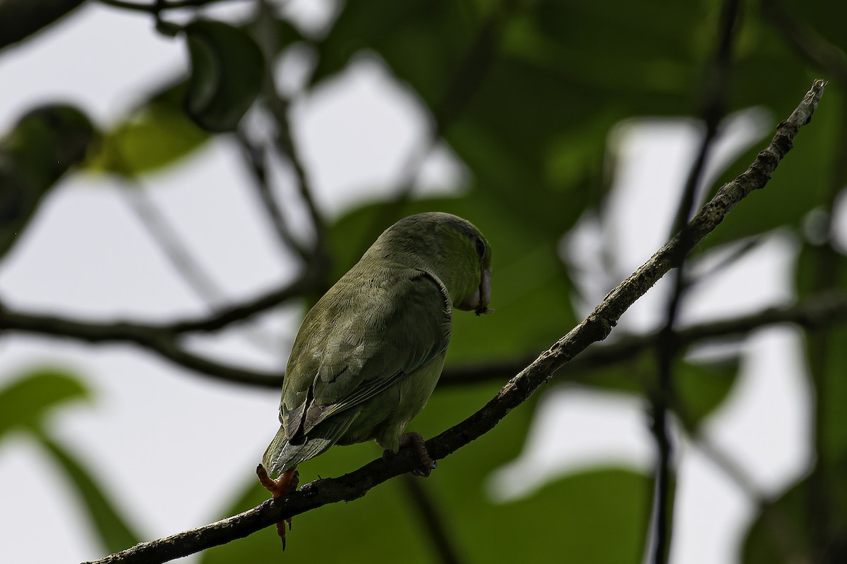 マメルリハシインコ - ML620239812