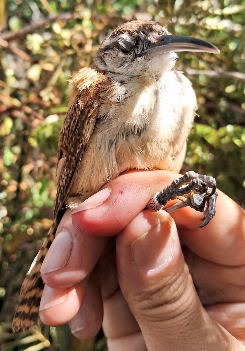 Long-billed Wren - ML620239816