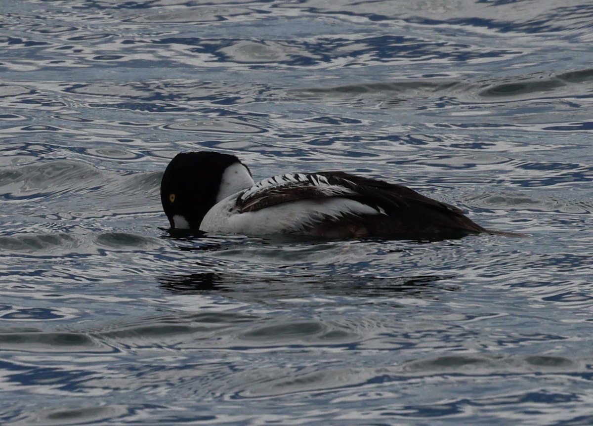 Common Goldeneye - ML620239822