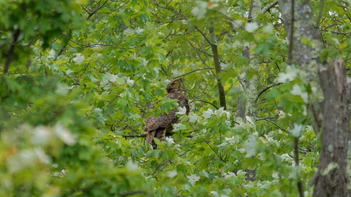 Great Horned Owl - ML620239823