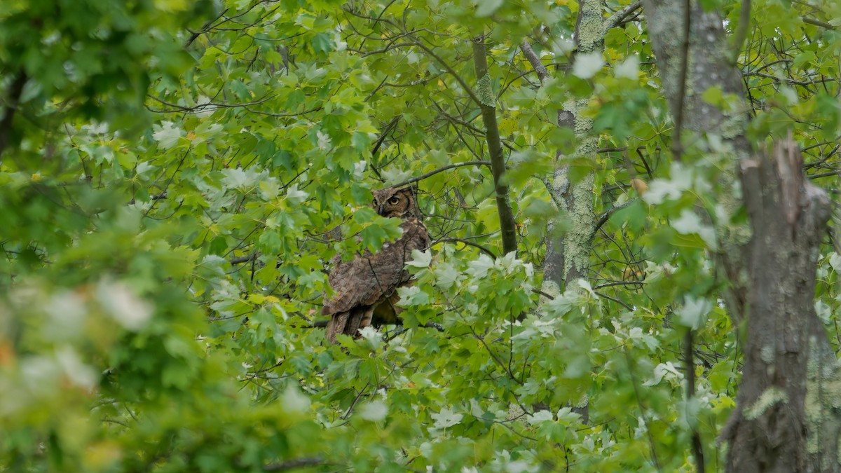 Great Horned Owl - ML620239826