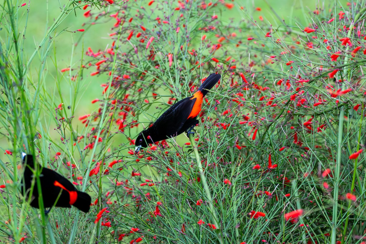 Scarlet-rumped Tanager - ML620239828