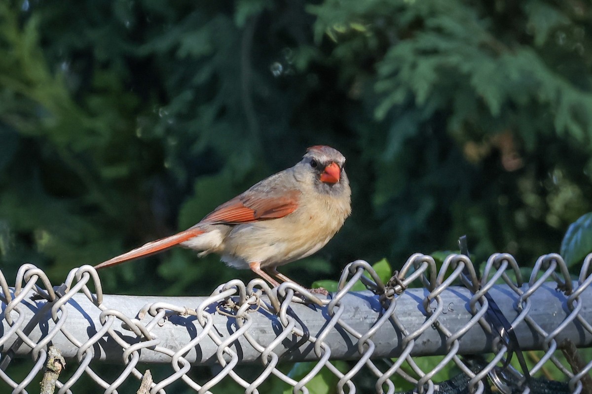 Northern Cardinal - ML620239830