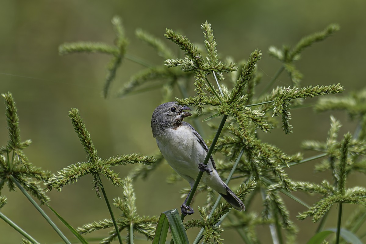 Chestnut-throated Seedeater - ML620239834