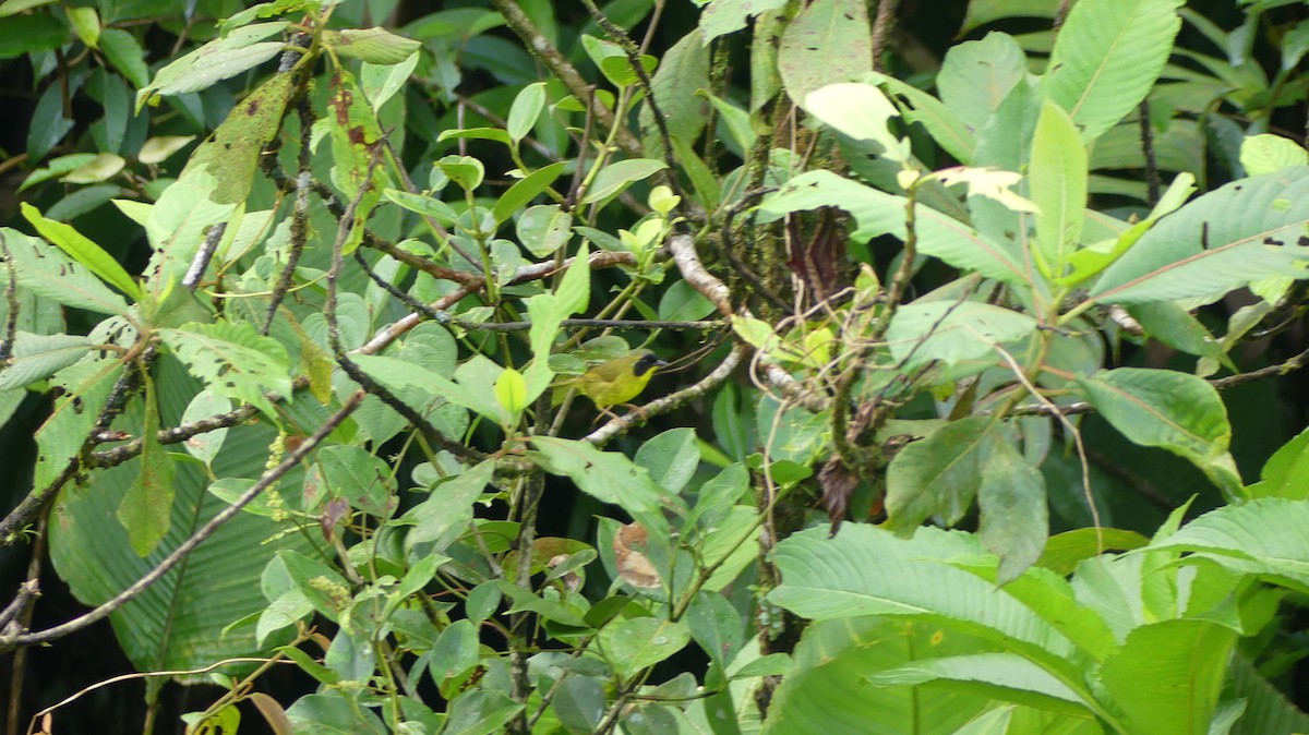 Olive-crowned Yellowthroat - ML620239837