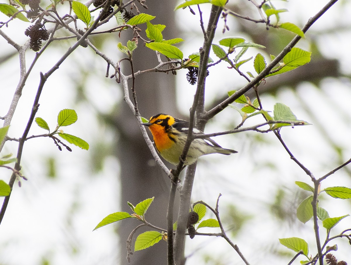 Blackburnian Warbler - ML620239840