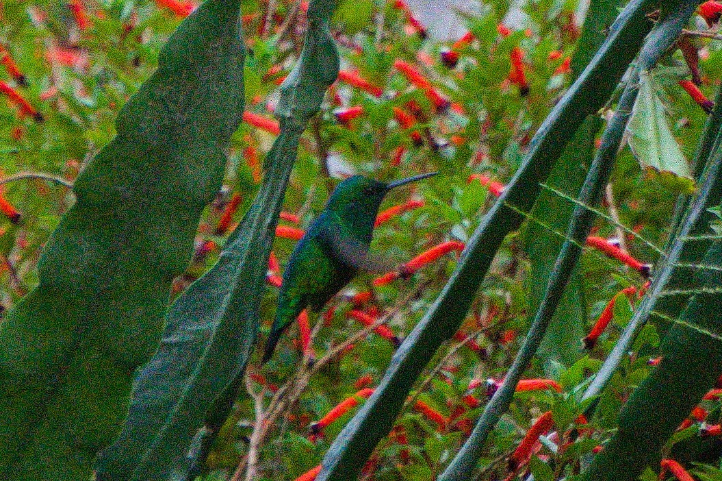 kolibřík blýskavý - ML620239841