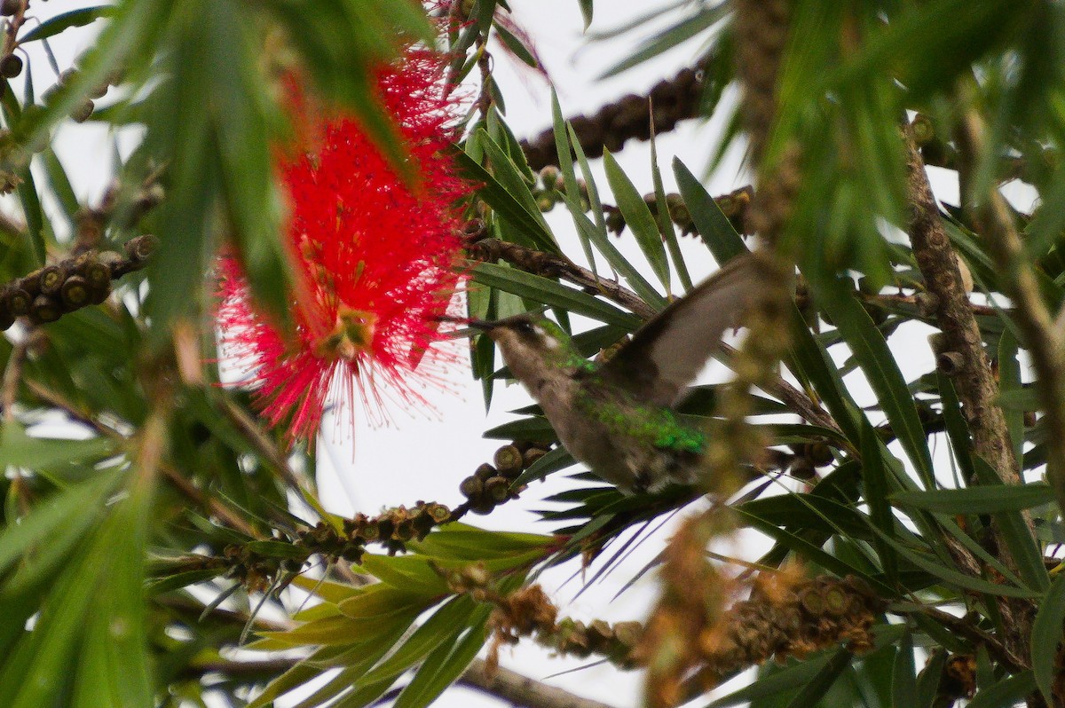 kolibřík blýskavý - ML620239844