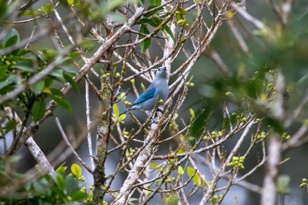 Blue-gray Tanager - ML620239848