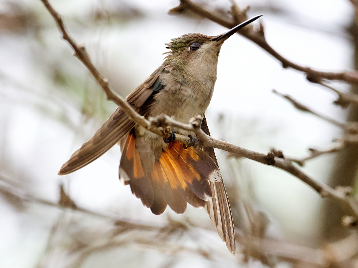 Colibrí Rubí - ML620239850