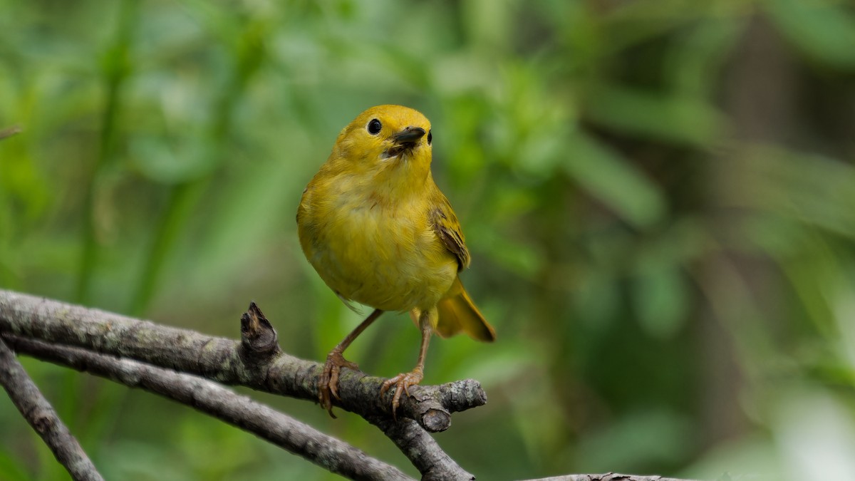 Paruline jaune - ML620239855