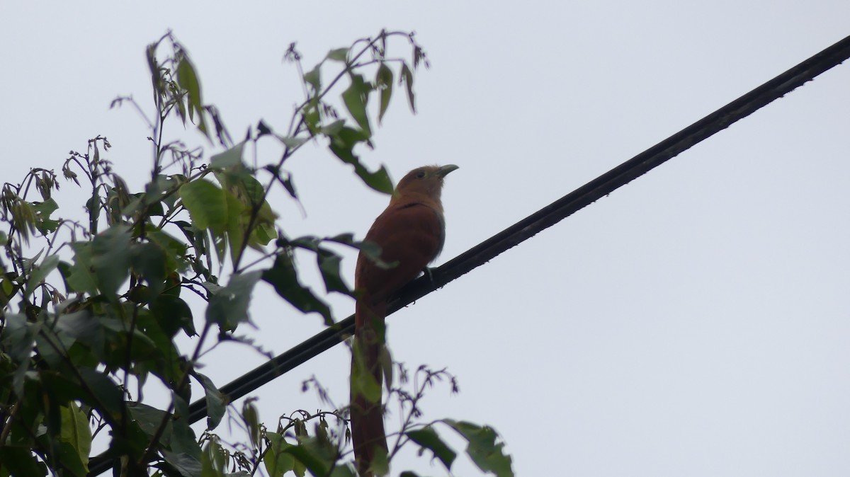 Squirrel Cuckoo - ML620239861