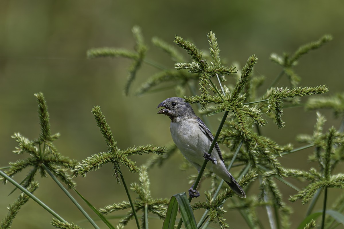 Chestnut-throated Seedeater - ML620239864