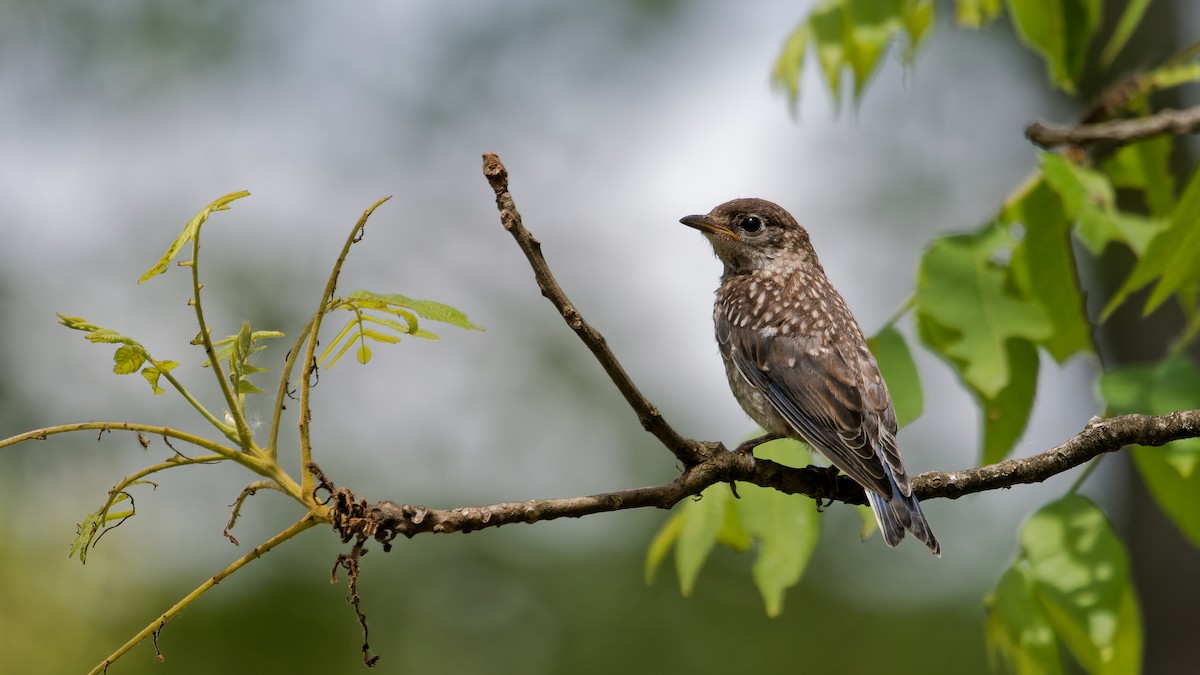 Eastern Bluebird - ML620239866