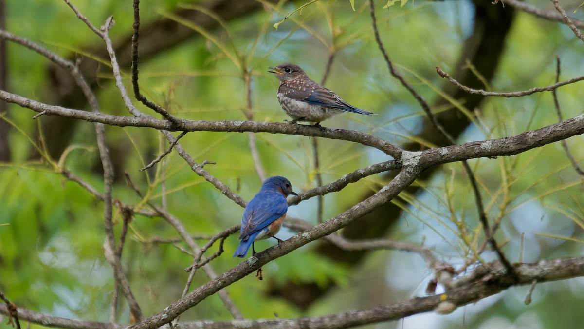 Eastern Bluebird - ML620239867