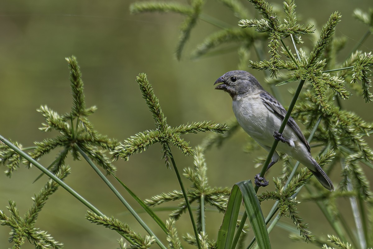 Chestnut-throated Seedeater - ML620239869