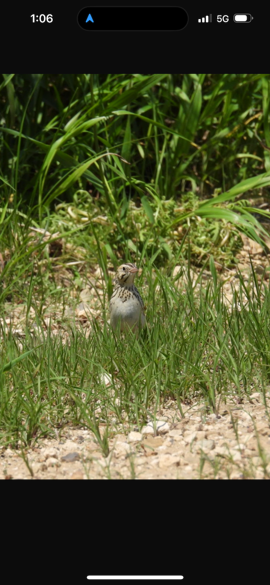 Baird's Sparrow - ML620239873