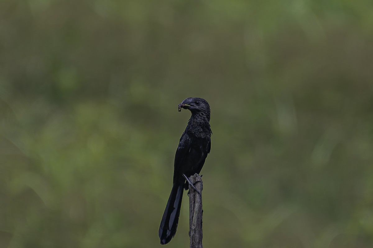 Smooth-billed Ani - ML620239888