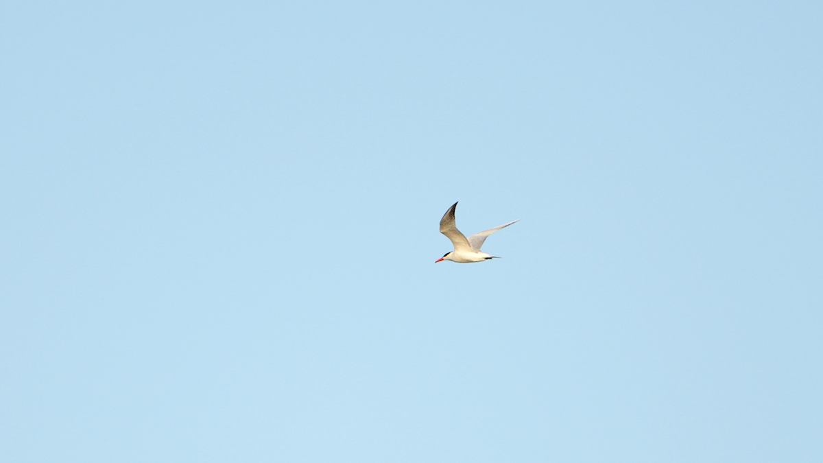 Caspian Tern - ML620239890