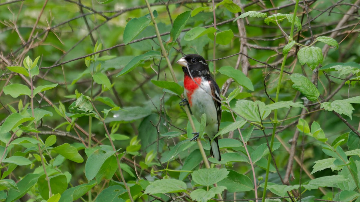 Rose-breasted Grosbeak - ML620239895