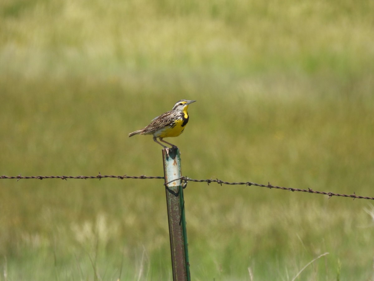 Western Meadowlark - ML620239897